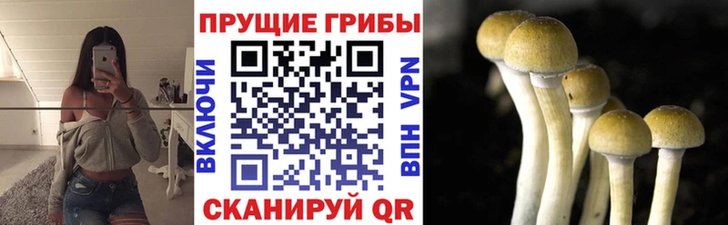 что такое   Ипатово  Галлюциногенные грибы Psilocybe 